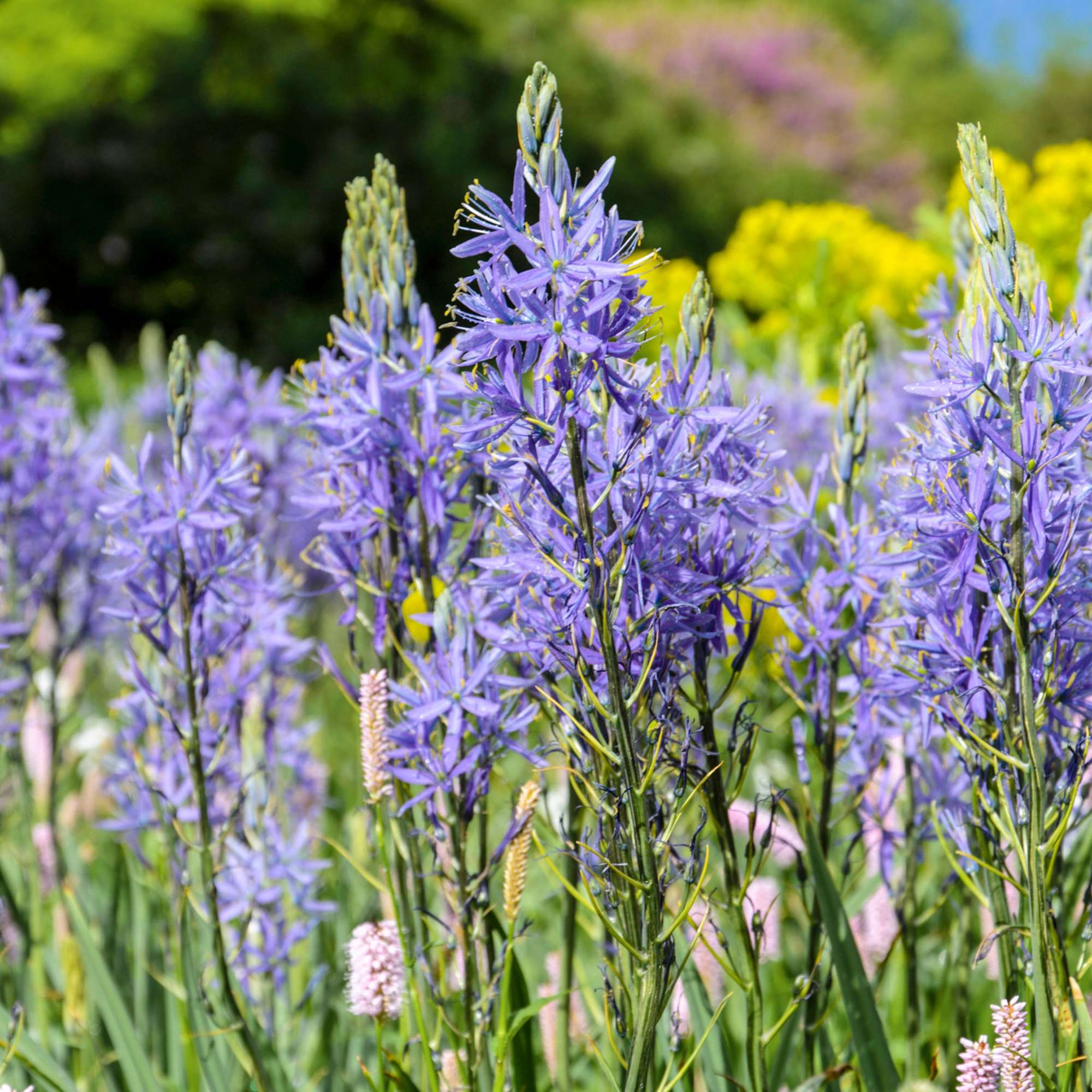 Prärielilie (Camassia) 'Caerulea'
